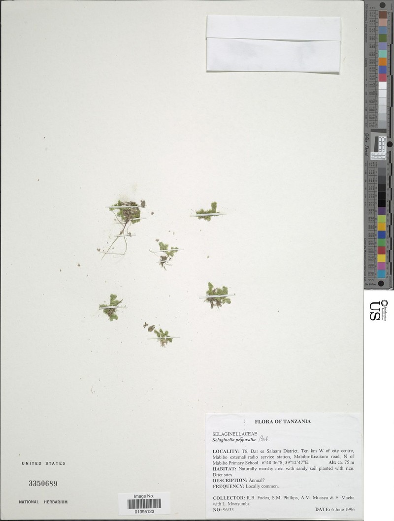 Selaginella perpusilla photo 2