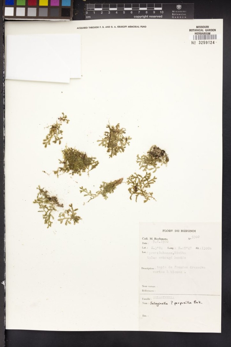 Selaginella perpusilla photo 4