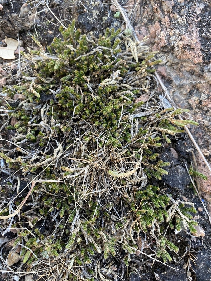 Peruvian Spikemoss