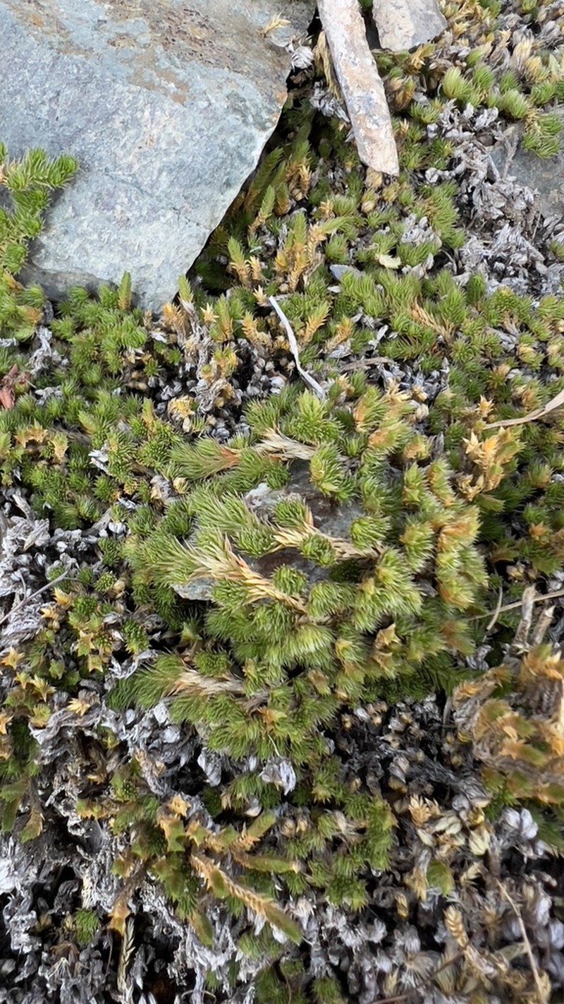 Peruvian Spikemoss photo 2
