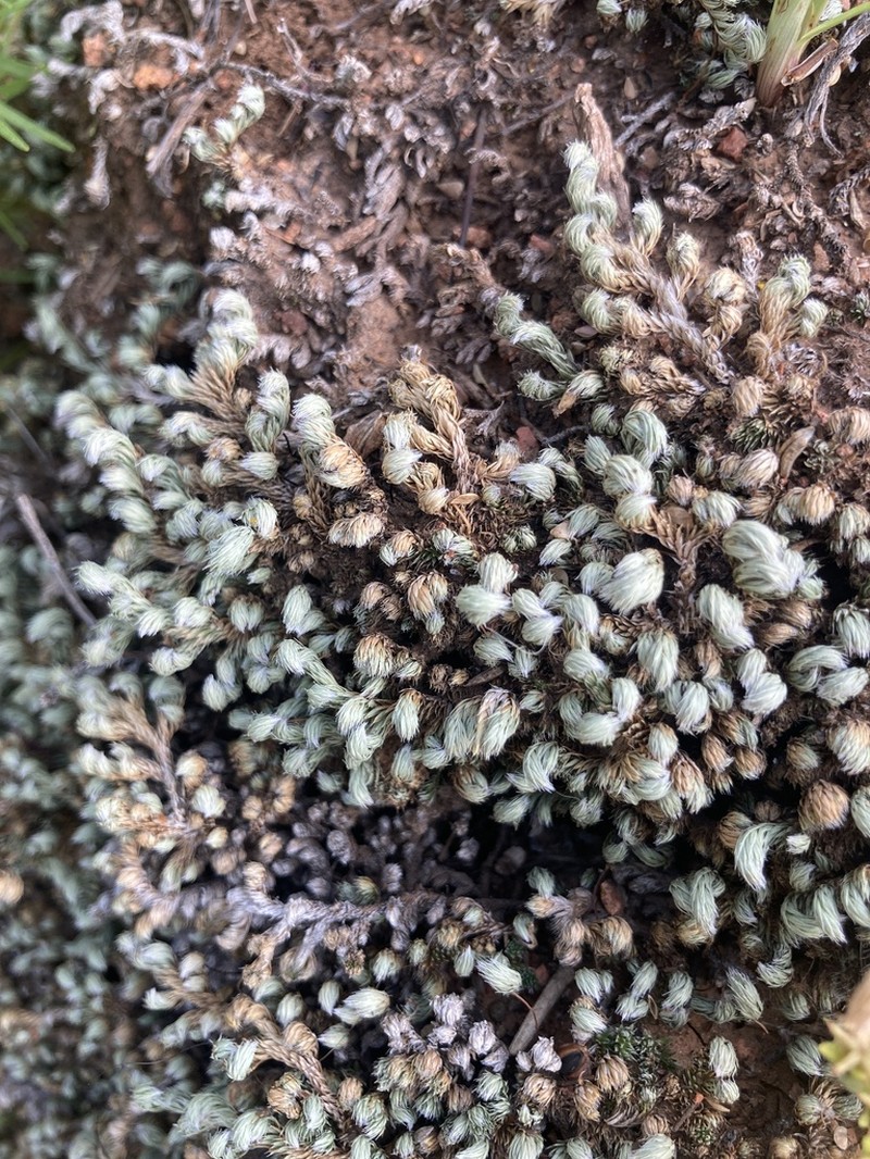 Peruvian Spikemoss photo 3