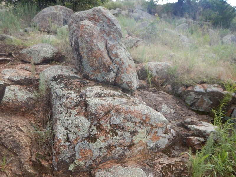 Peruvian Spikemoss photo 4