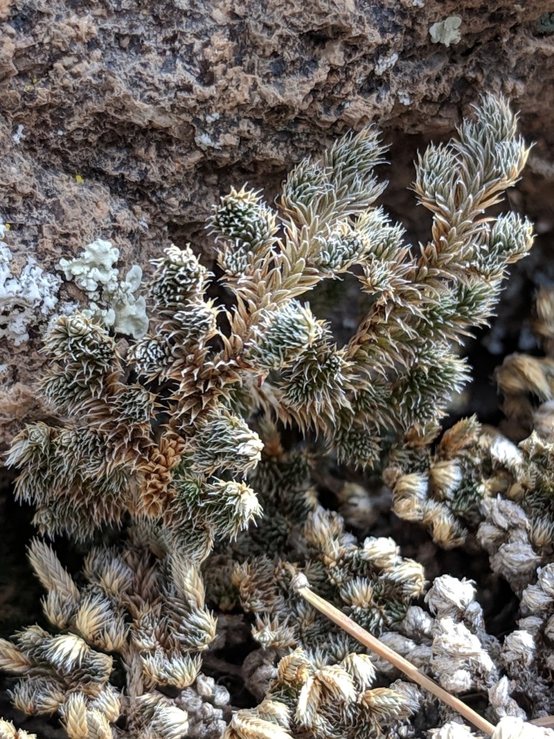 Peruvian Spikemoss photo 5