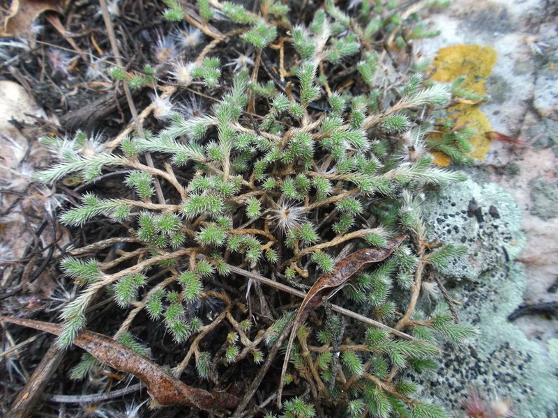Peruvian Spikemoss photo 6