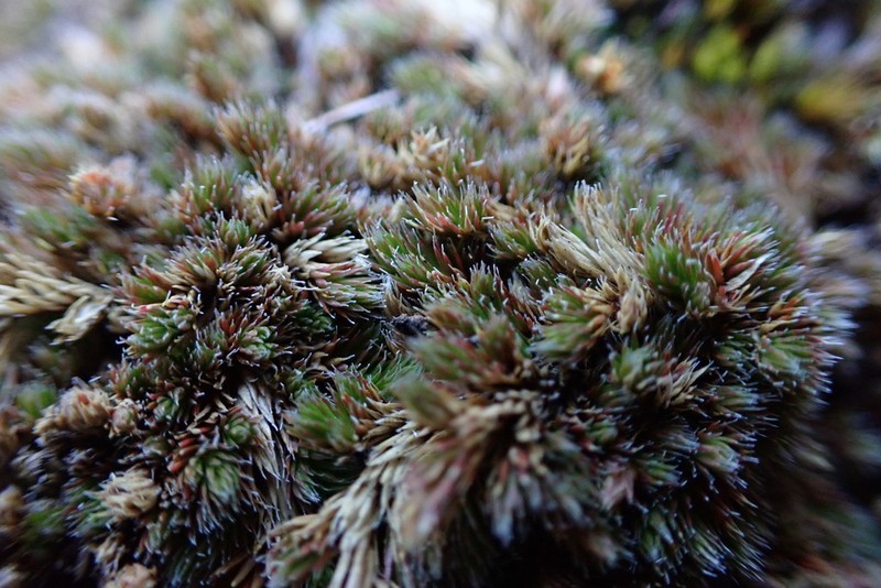 Peruvian Spikemoss photo 7