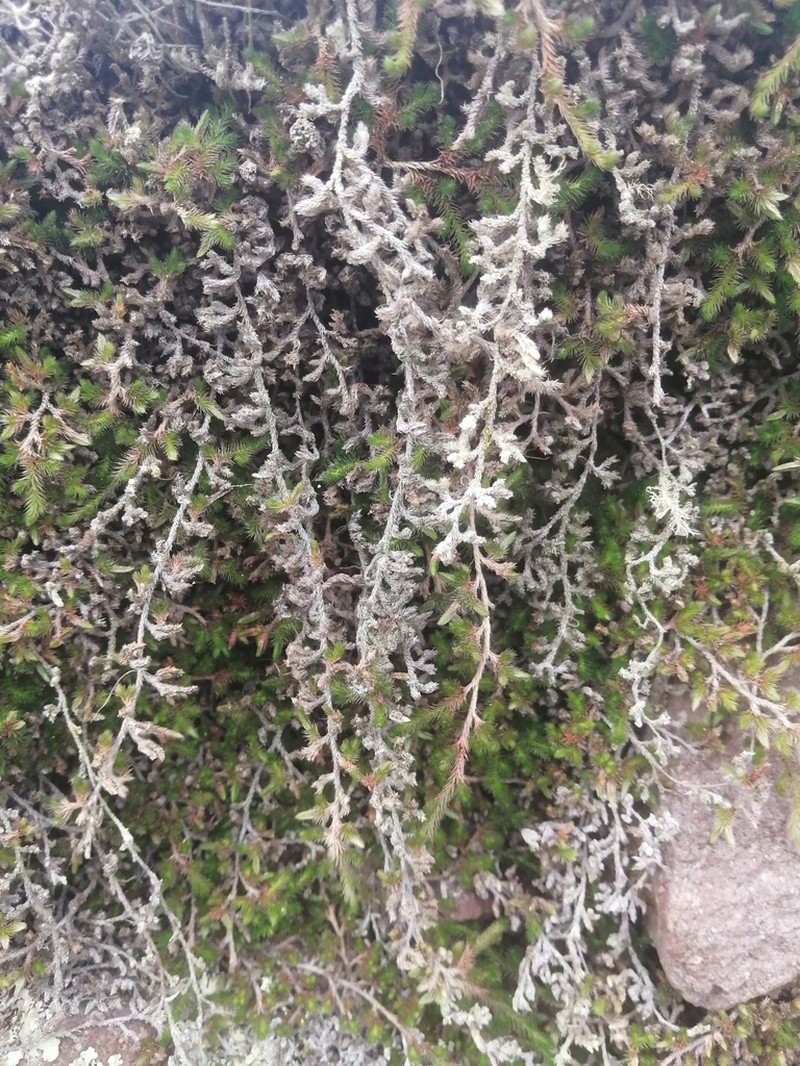 Peruvian Spikemoss photo 8
