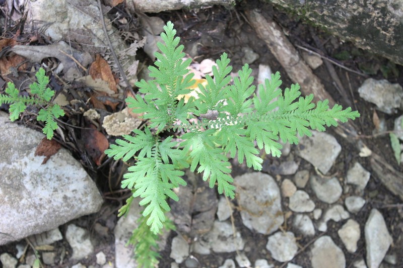 Selaginella pervillei