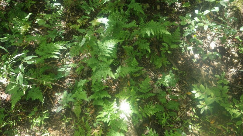 Selaginella pervillei photo 2