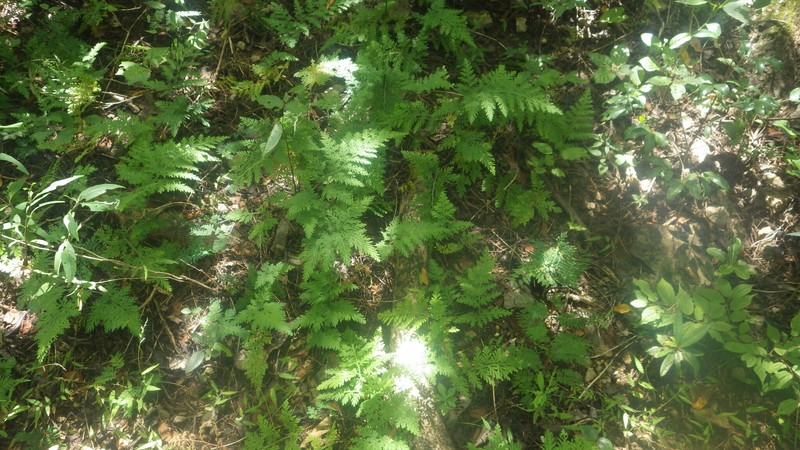 Selaginella pervillei photo 3