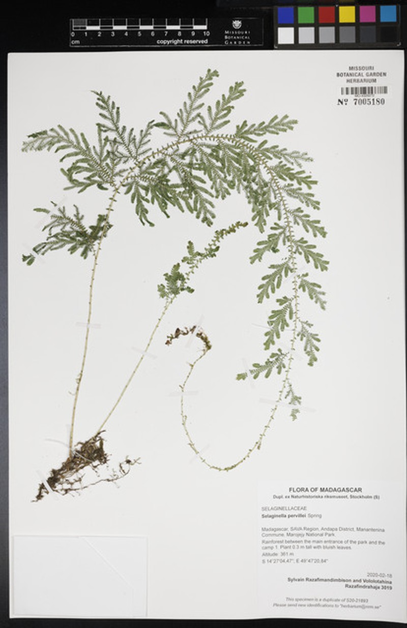 Selaginella pervillei photo 4