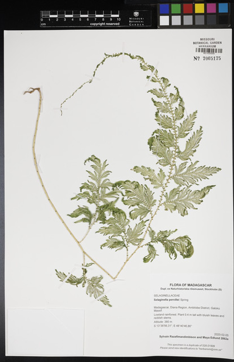 Selaginella pervillei photo 5