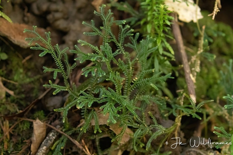 Selaginella petelotii