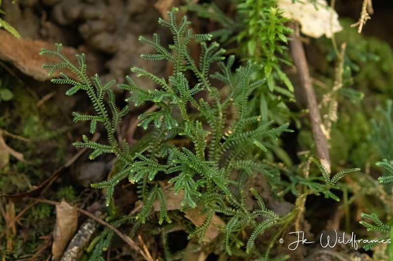Selaginella petelotii photo 2