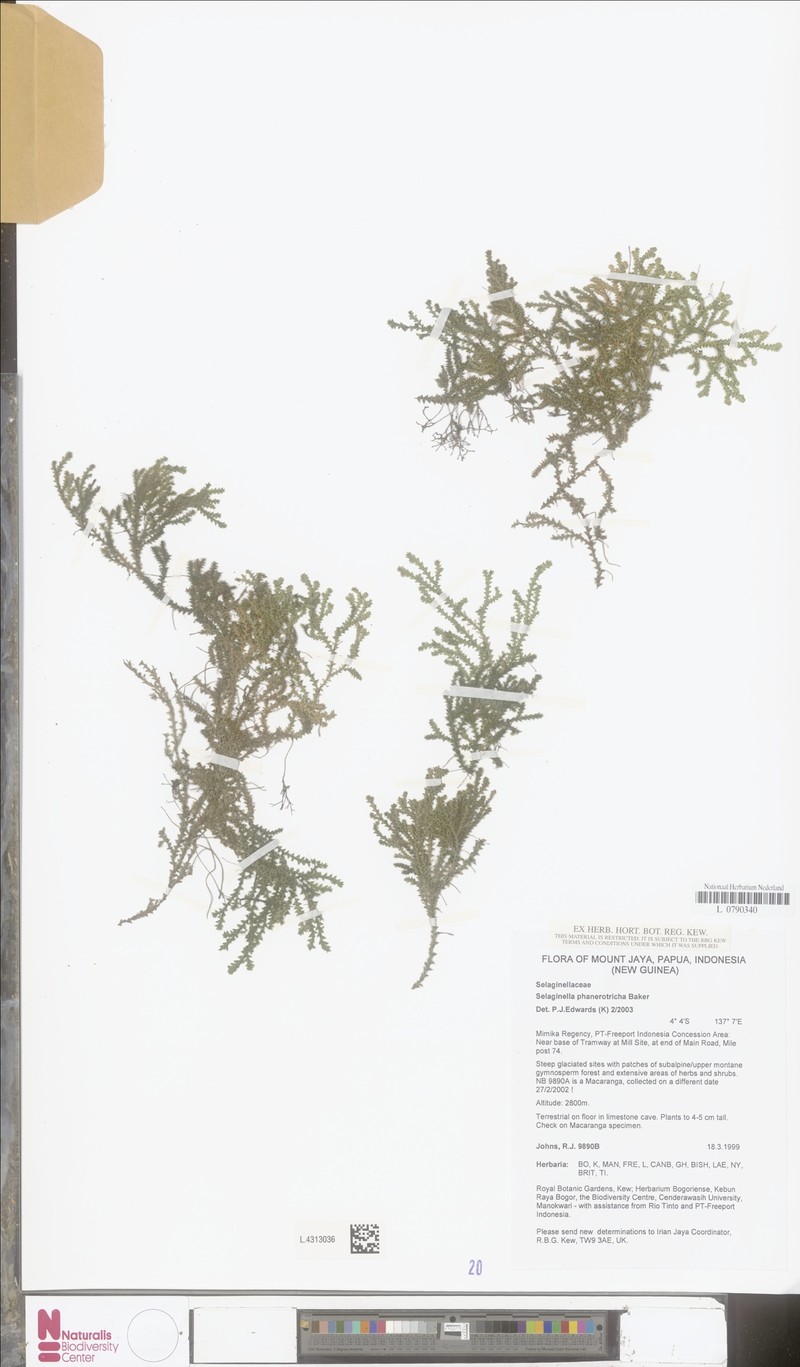 Selaginella phanotricha