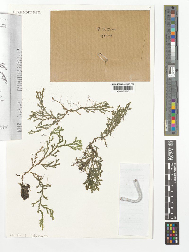 Selaginella phanotricha photo 2