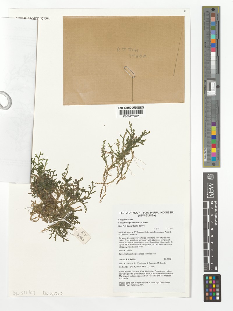Selaginella phanotricha photo 4