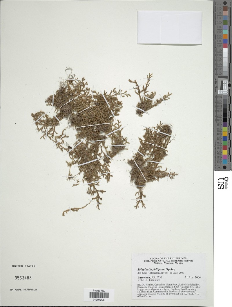 Selaginella philippina