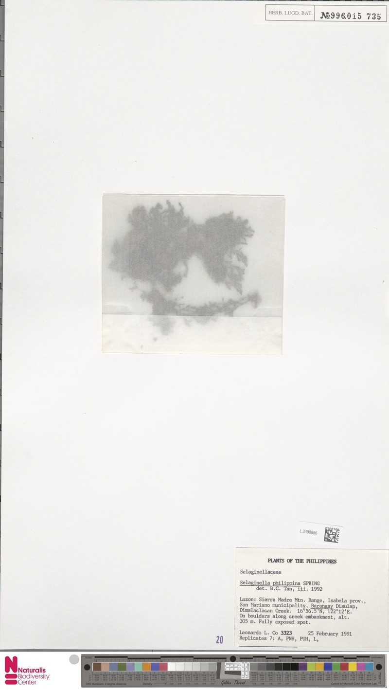Selaginella philippina photo 2