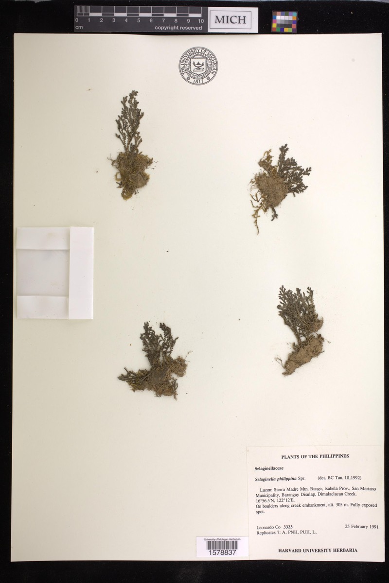 Selaginella philippina photo 3