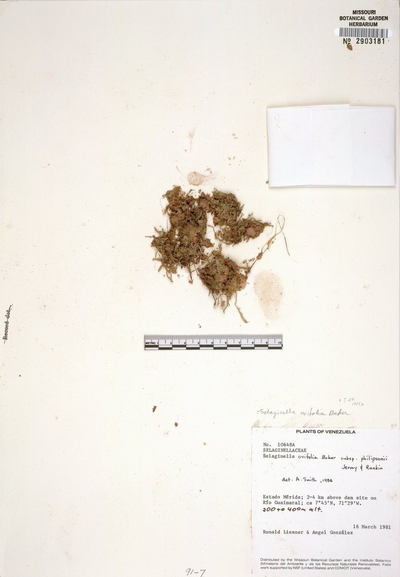 Selaginella philipsonii
