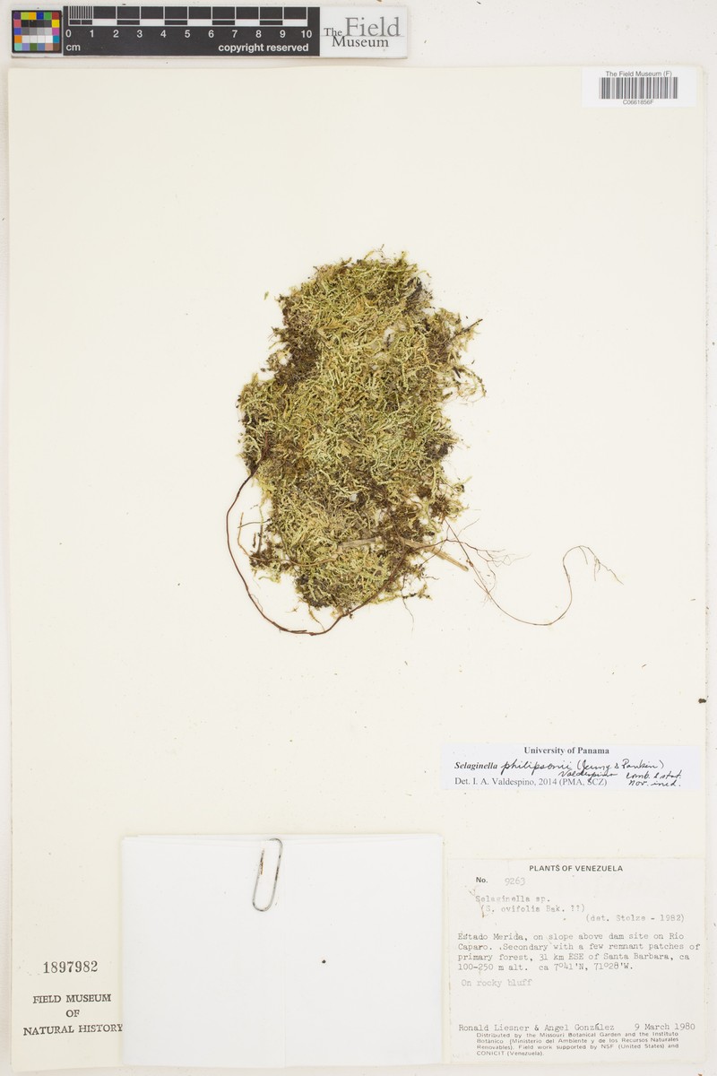 Selaginella philipsonii photo 2