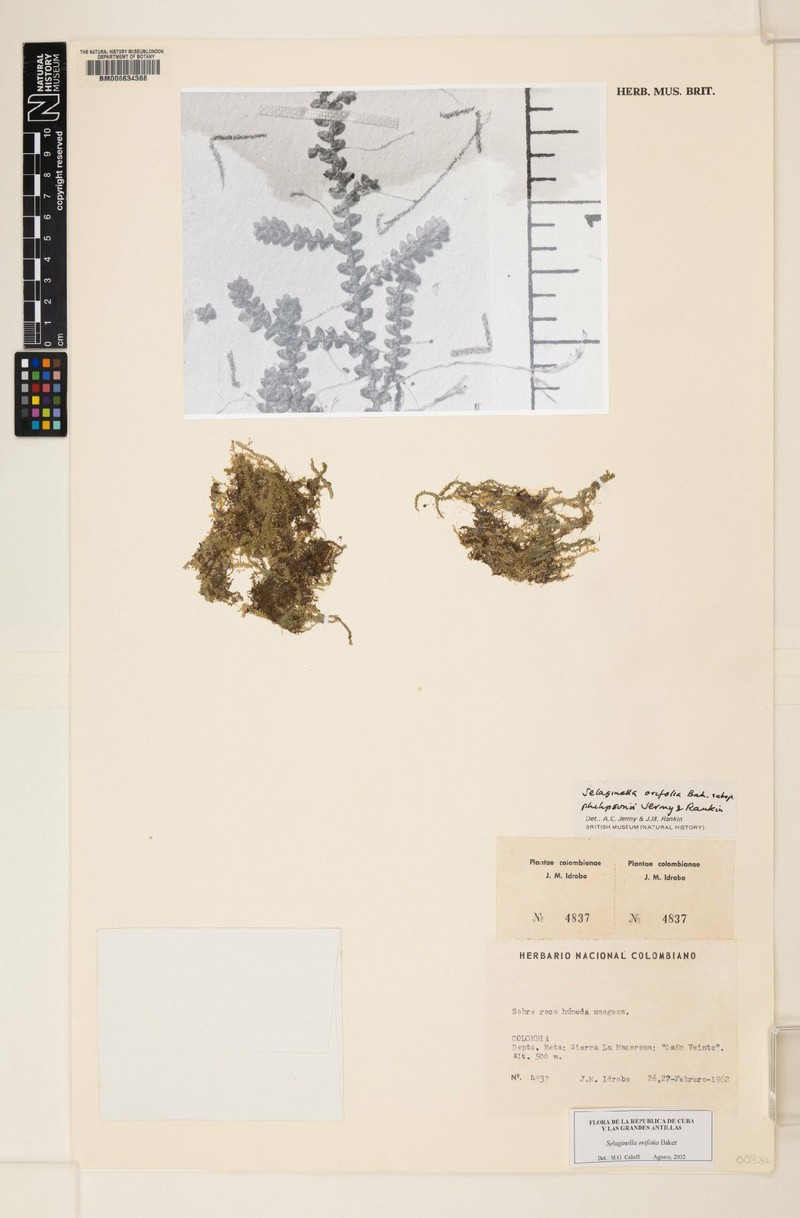Selaginella philipsonii photo 3