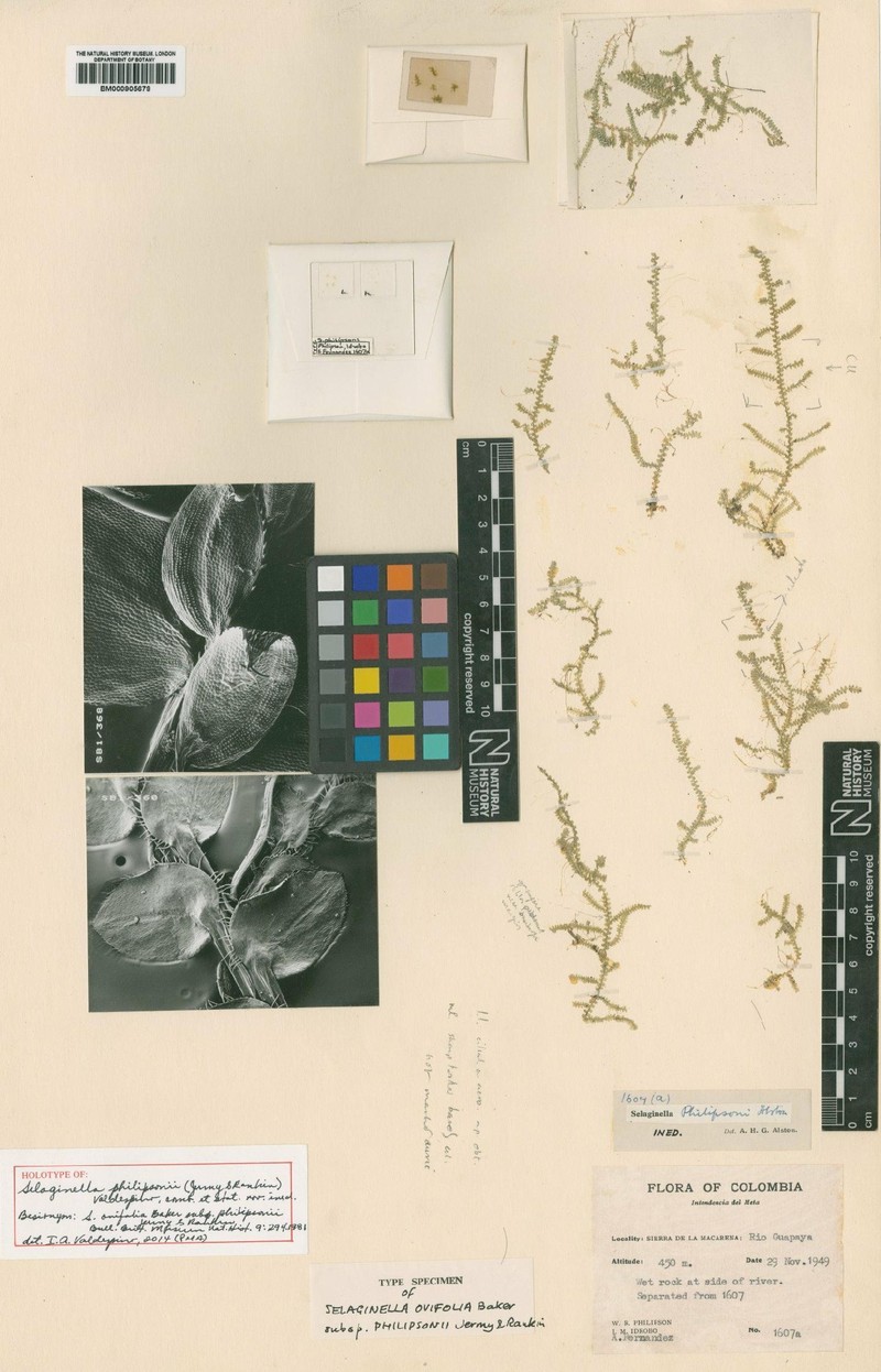Selaginella philipsonii photo 4