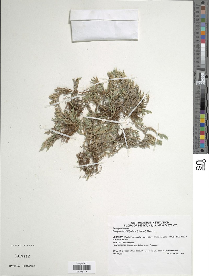 Selaginella phillipsiana