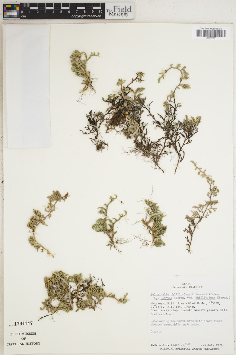 Selaginella phillipsiana photo 2