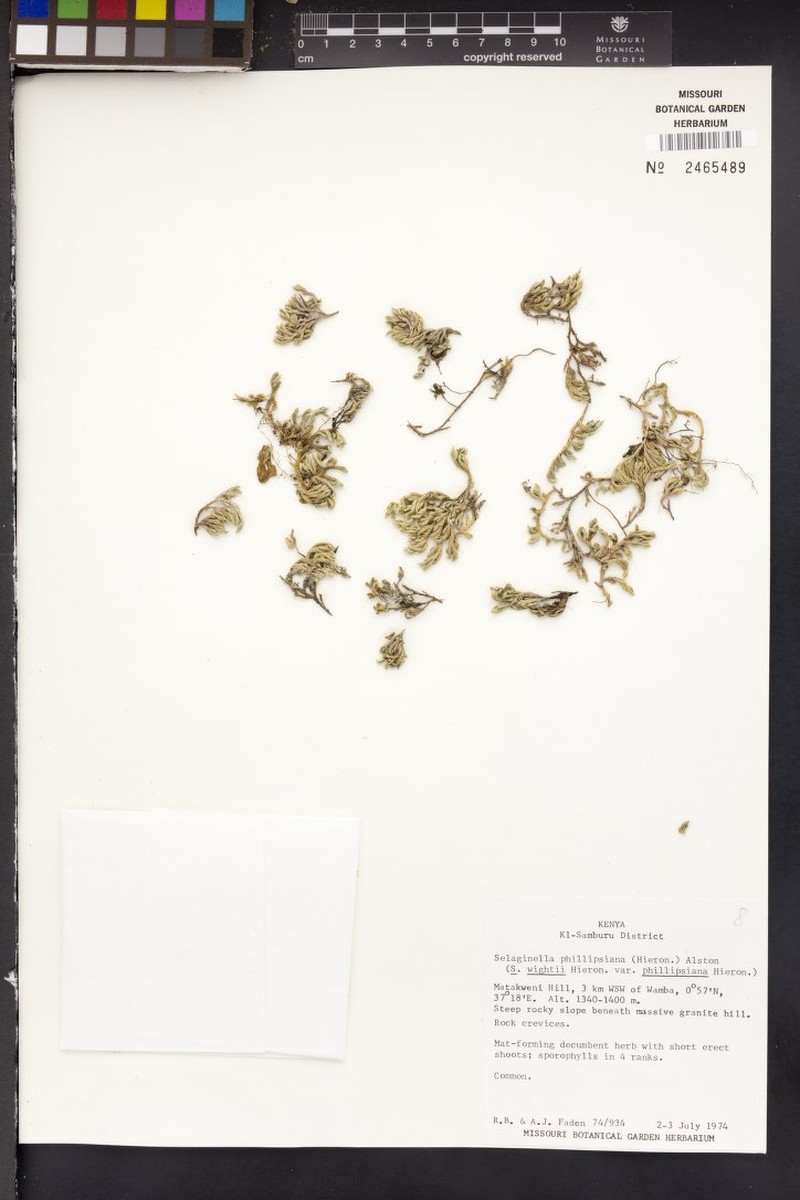 Selaginella phillipsiana photo 3