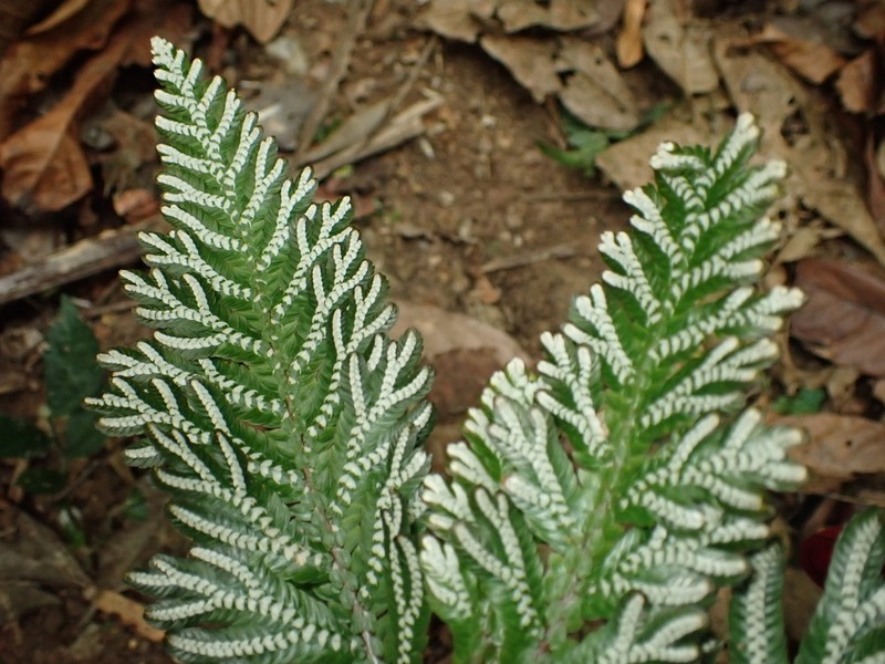 Selaginella picta