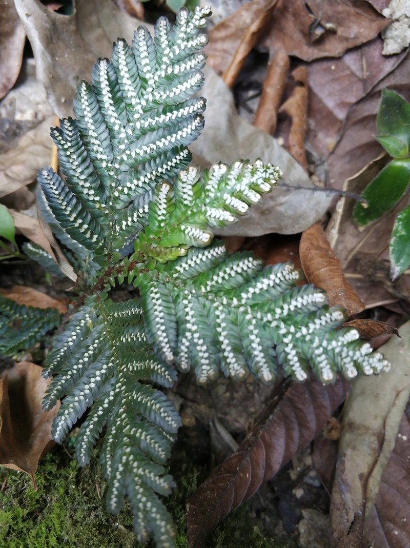 Selaginella picta photo 2