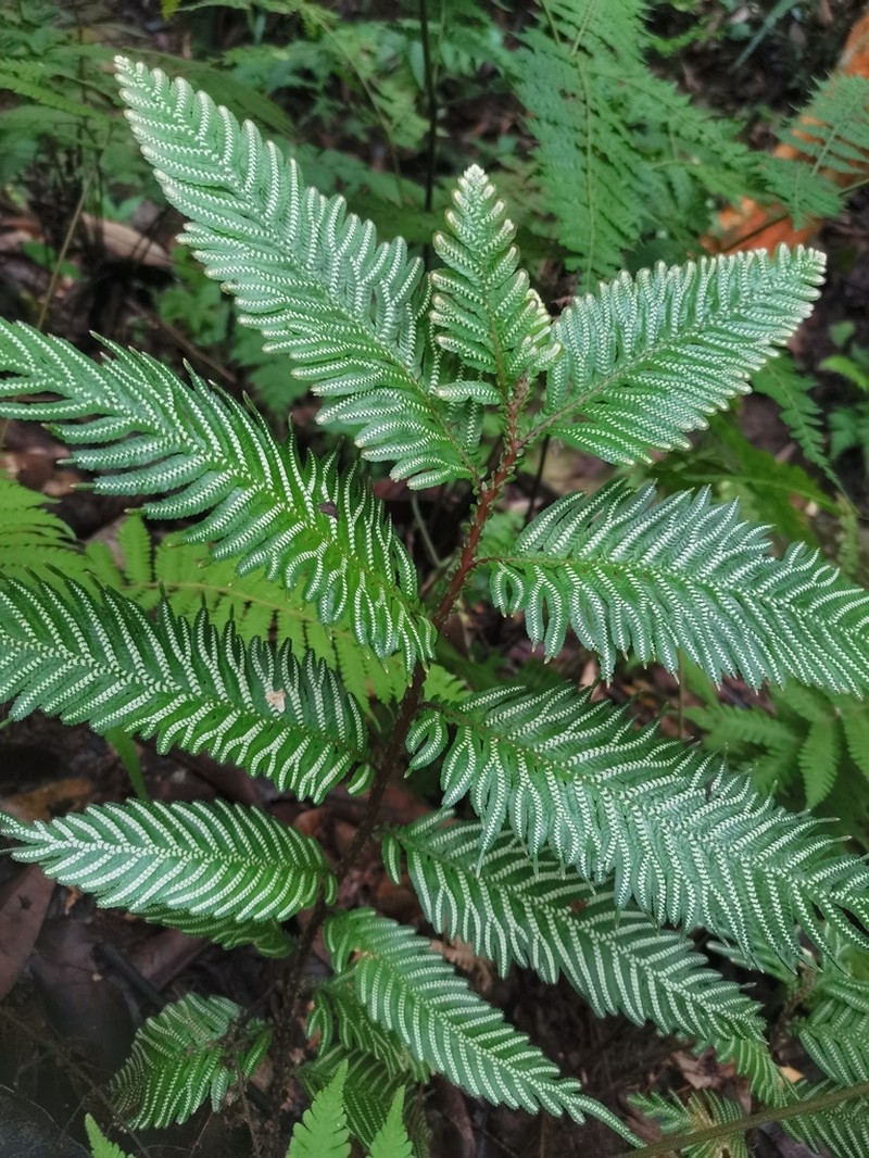 Selaginella picta photo 3