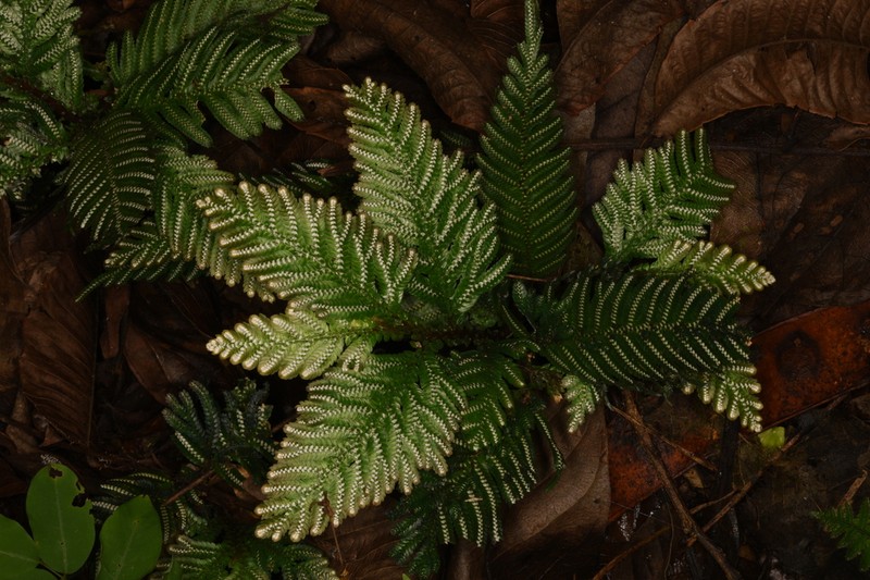 Selaginella picta photo 4