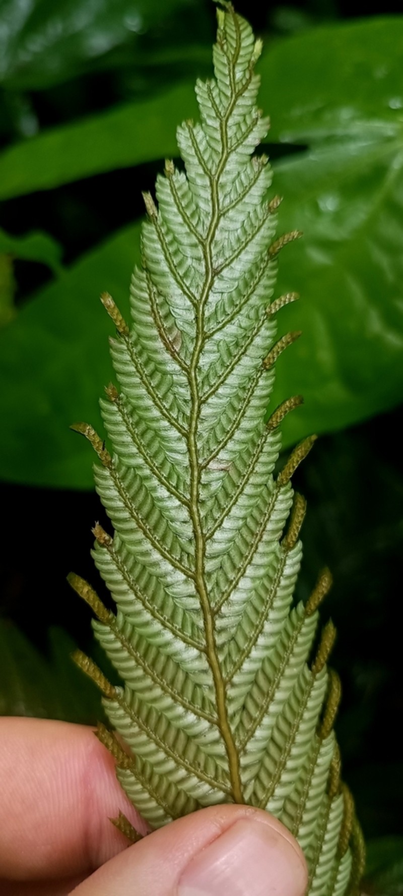 Selaginella picta photo 5