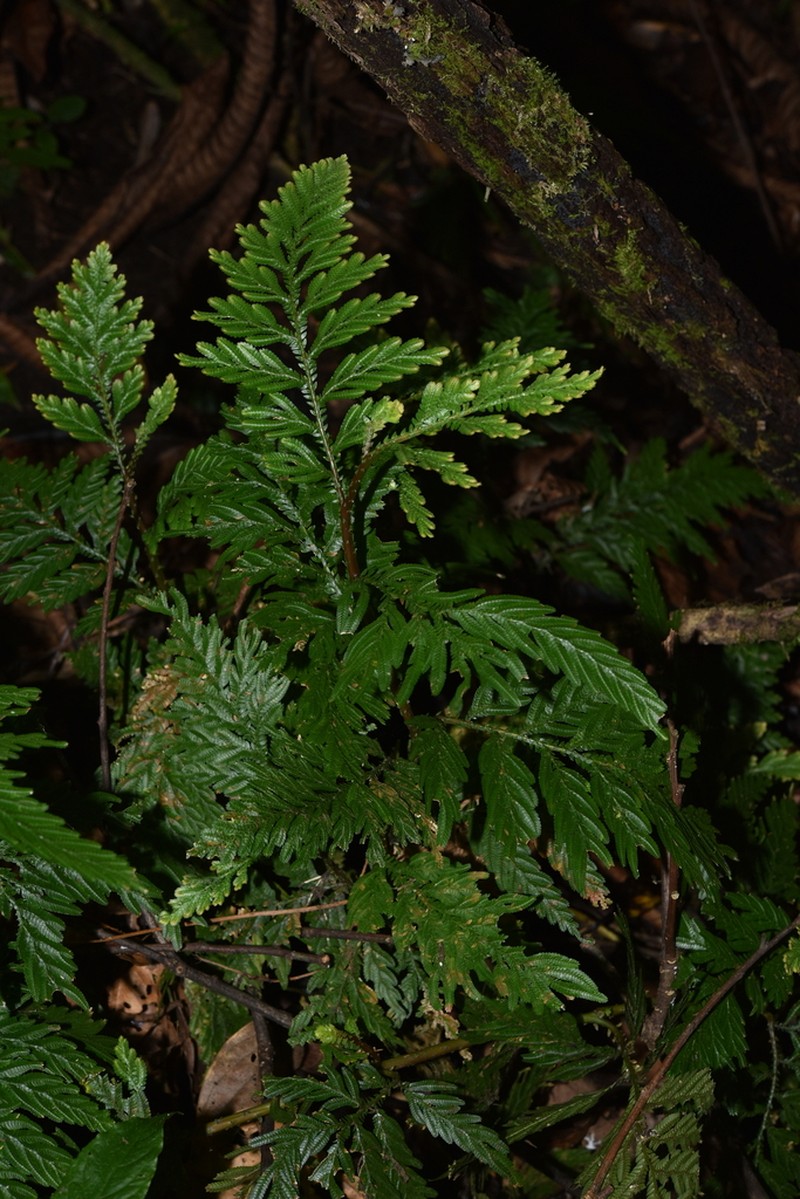 Selaginella picta photo 6