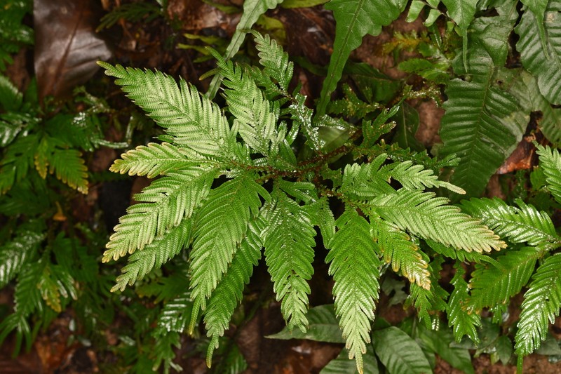 Selaginella picta photo 7