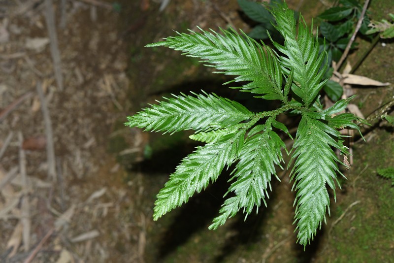 Selaginella picta photo 8