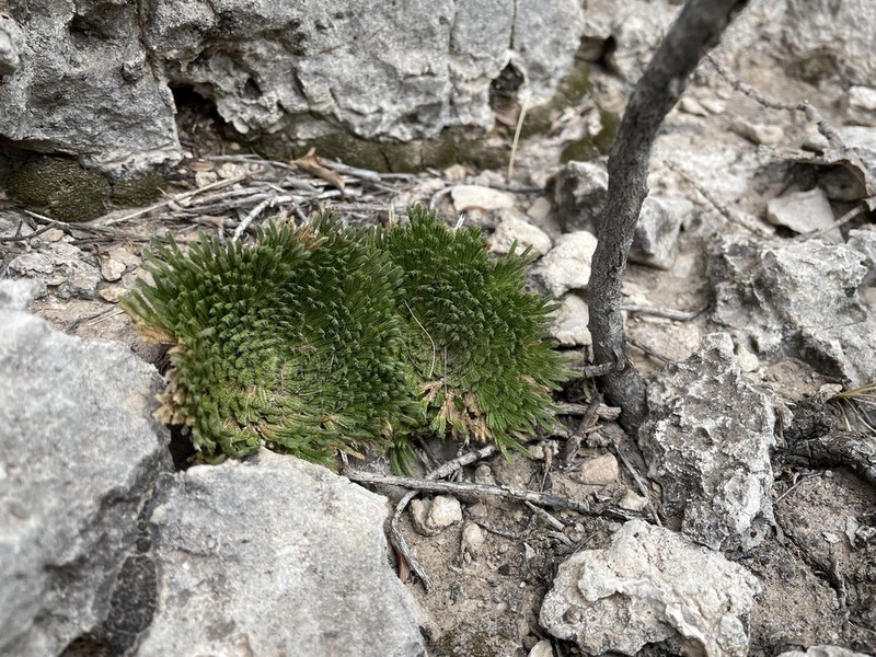 Resurrection Plant
