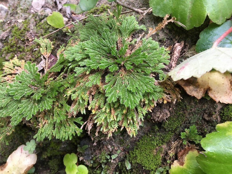 Resurrection Plant photo 2