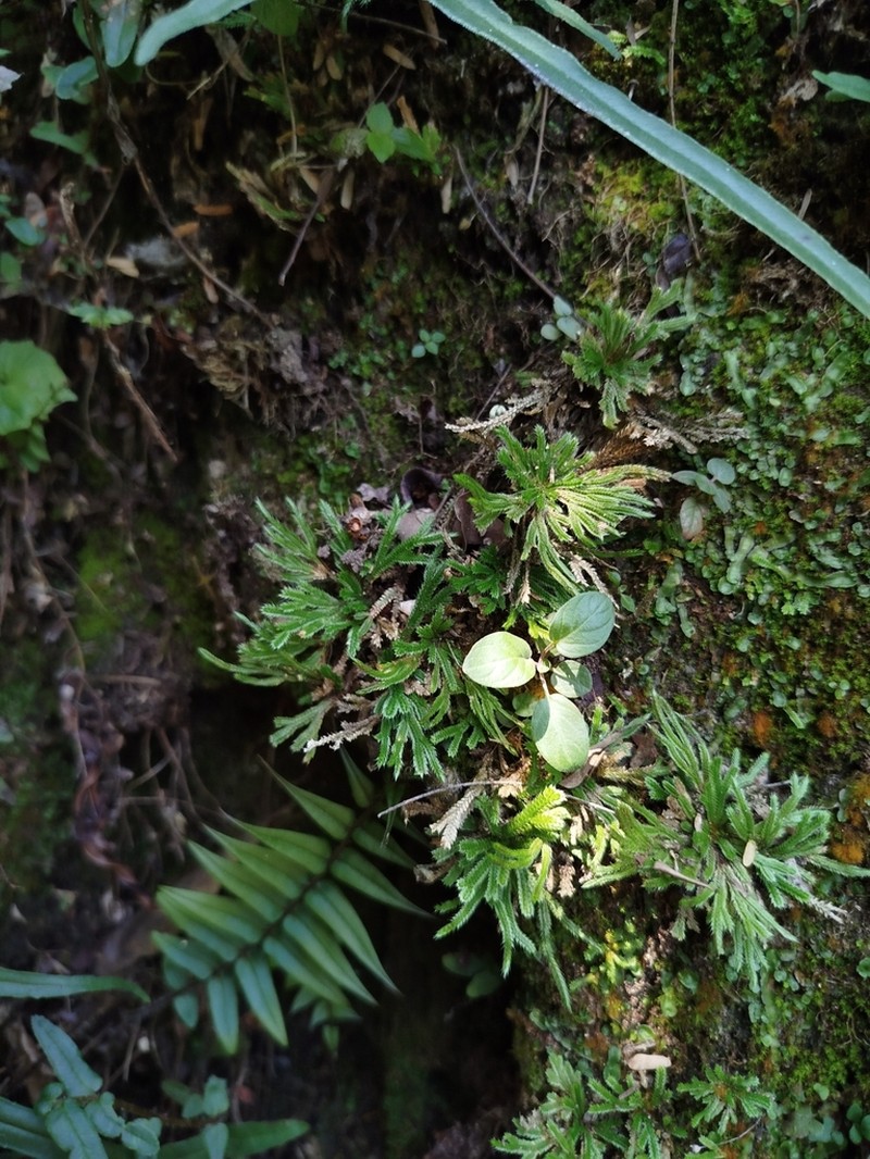 Resurrection Plant photo 3