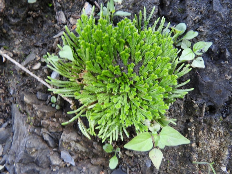 Resurrection Plant photo 4