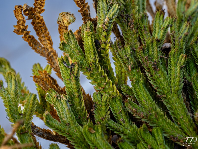 Resurrection Plant photo 5