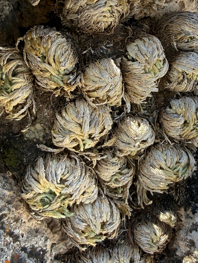 Resurrection Plant photo 6