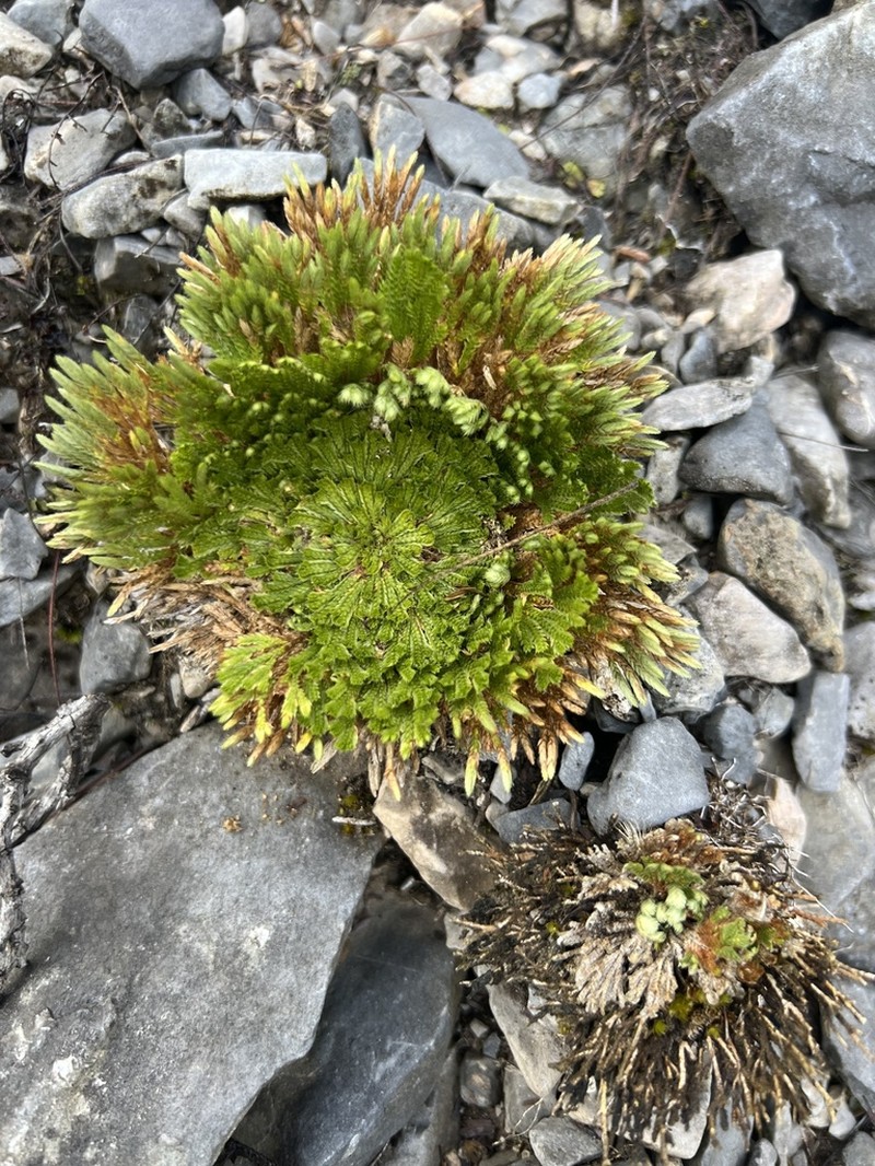 Resurrection Plant photo 7
