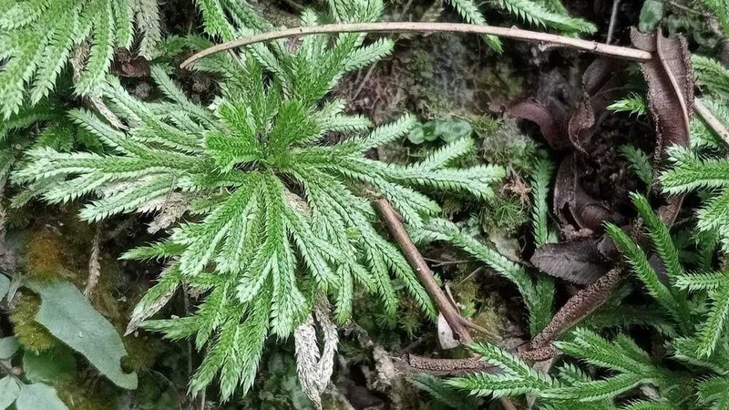 Resurrection Plant photo 8