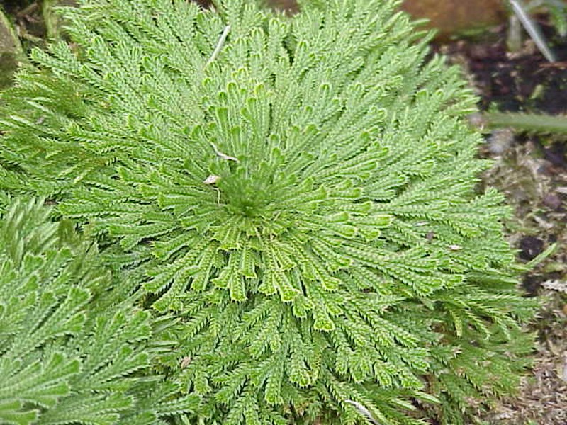 Resurrection Plant photo 2
