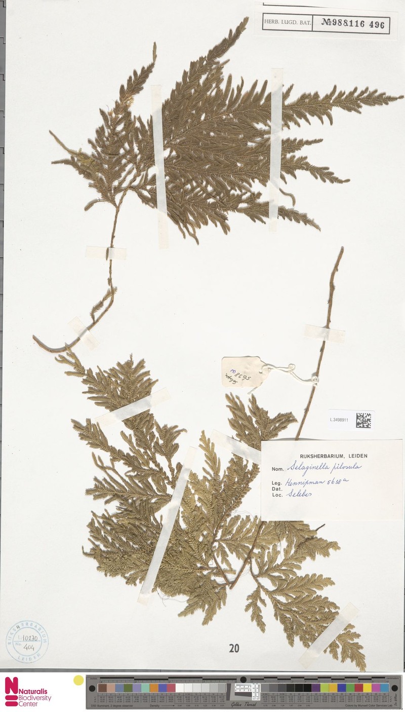 Selaginella pilosula