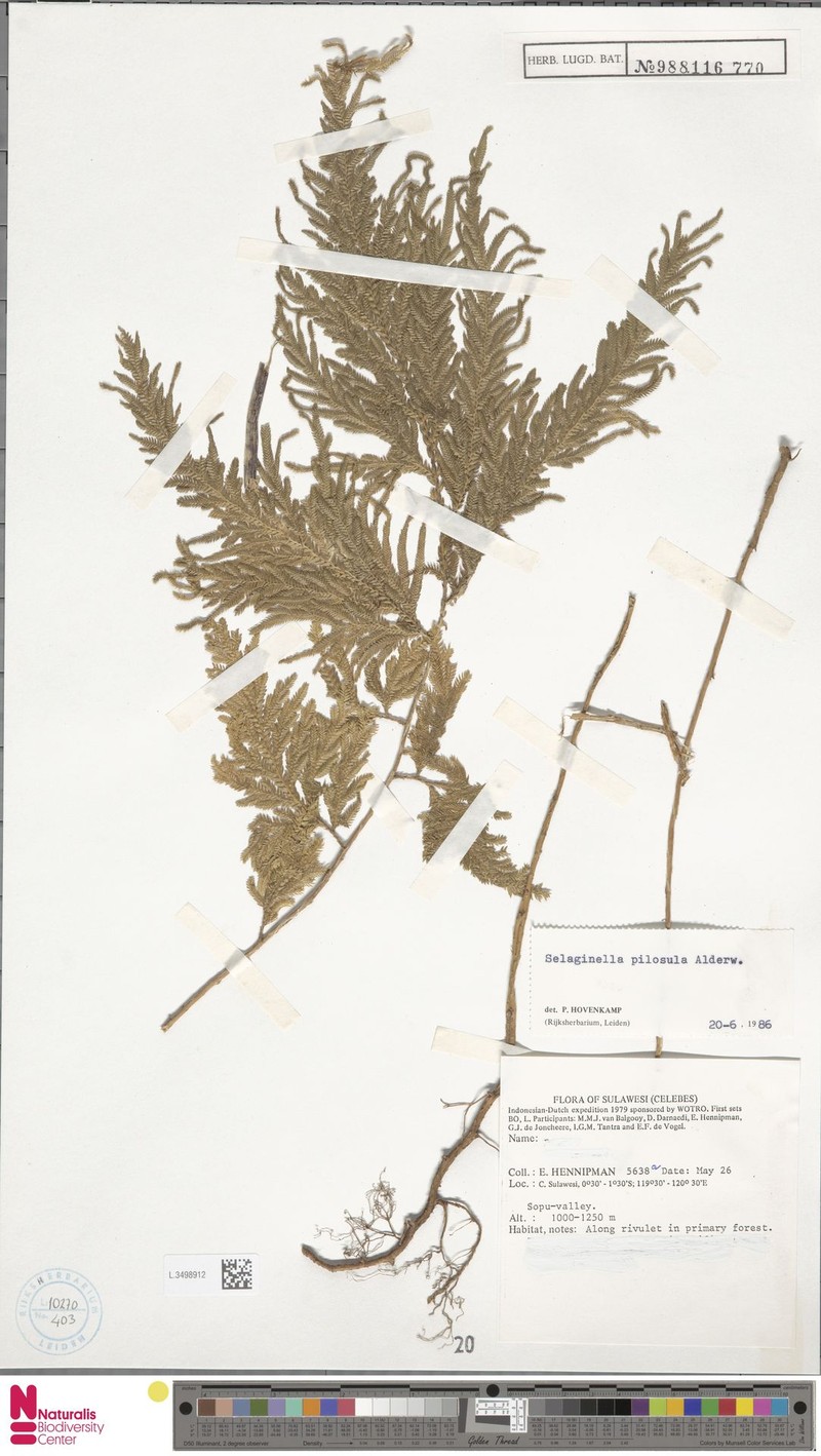 Selaginella pilosula photo 2