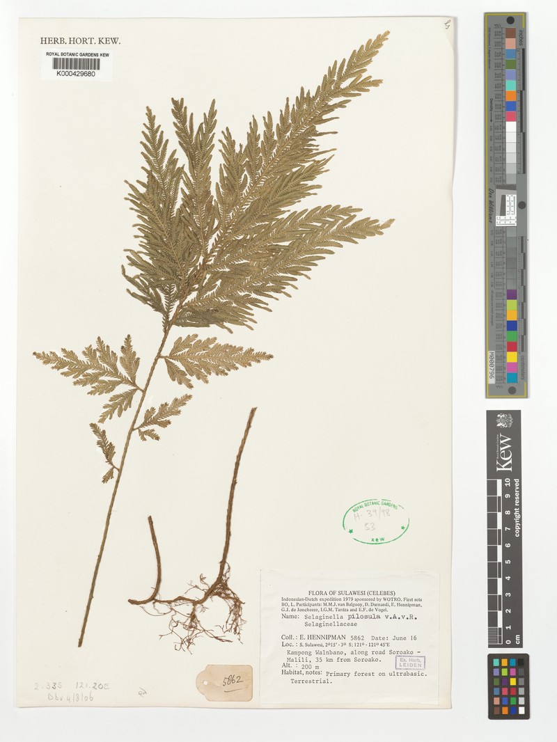 Selaginella pilosula photo 3